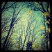 Enchanted, Forest, Nature Photography, TTV, Wall Decor, Magical, Fpoe, Autumn, In The Forest - Enchanted Forest One
