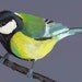 Songbird / Blue background