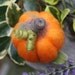 Needle Felted Pumpkin Prize Wool