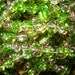 20 grams 8mm glass beads Green and Brown