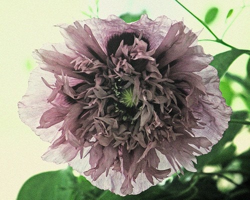 Light Lavender Double Poppy - Fine Art 8 x 10 Photography Print