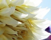 Sky Blue Light Dahlia - 8 x 10 Photography Print