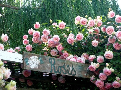 Beautiful Trellis Rose - 8 x 10 Photography Print