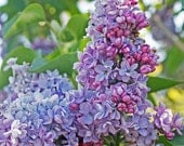 Bright Lavender, Purple and Pink Lilac Flowers - Fine Art 8 x 10 Photography Print