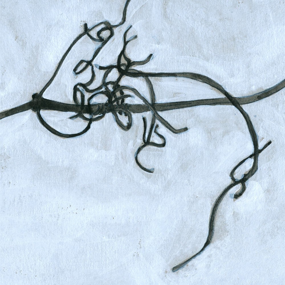 Clematis (print)