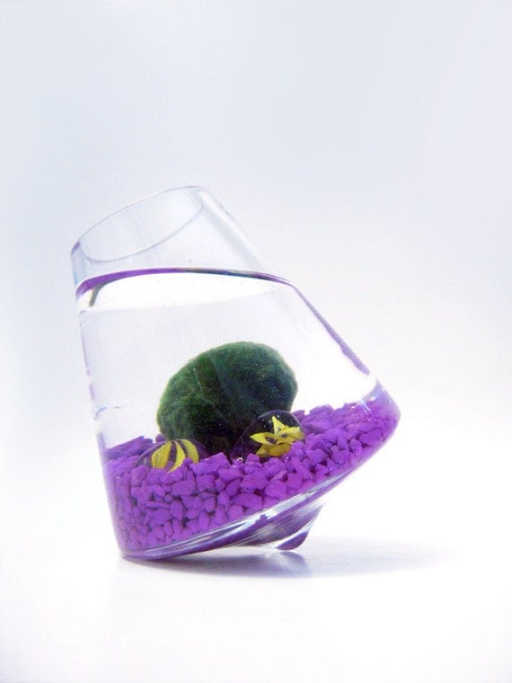 Marimo in the Purple Rocking Playground