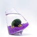 Marimo in the Purple Rocking Playground