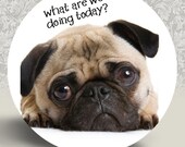 Pug Magnet or Pocket Mirror- Buy 2 Get One FREE (D102)