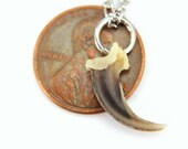 A Perfect Little Fox Claw Necklace