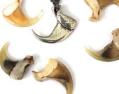 Bobcat Claw Necklace - Life Size in White Bronze