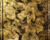 Sepia-Gold Lilies Card, Pressed Flowers, Digital Fine Art Print, Photography, Photo Painting