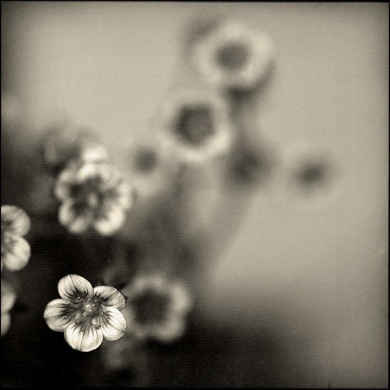 Saxifrage
