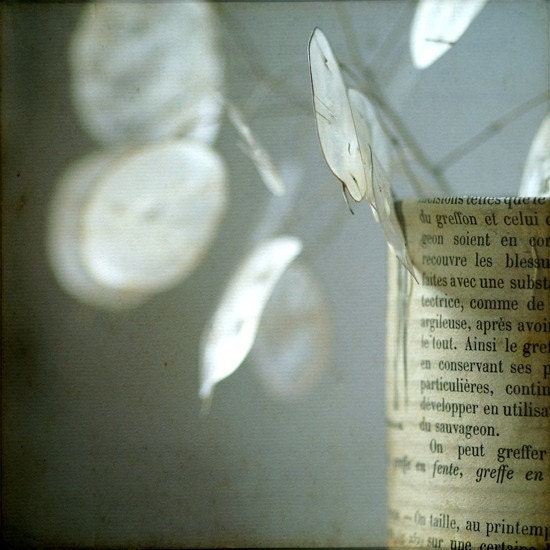 Lunaria bouquet. Fine art photography print. 8x8 (20x 20cm)