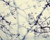 Nature photograph. "Winter...". Fine art photography print. 8x8 (20x 20cm)