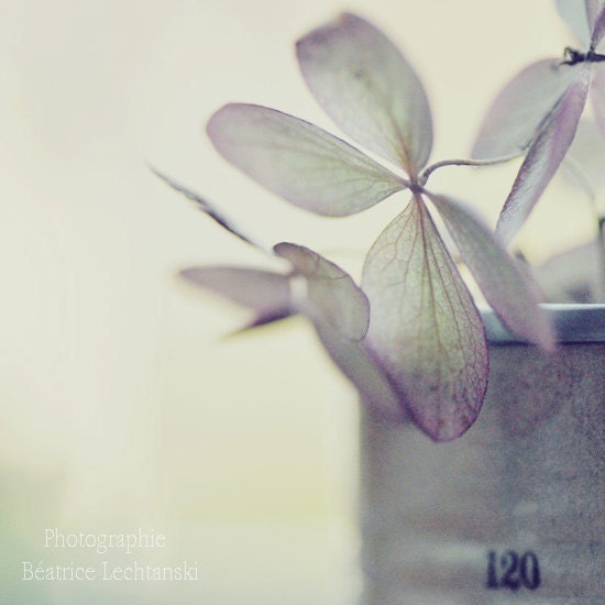 Flowers in October. Pastel. Fine art photography print. 8x8 inches (20x20 cm)