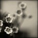 Saxifrage