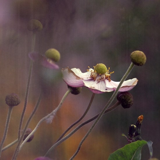Flower photograph. "Anemone...". Fine art photography print. 8x8 (20x 20cm)