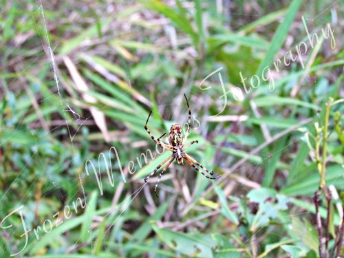 Webbing - Writing Spider Photo