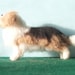 Custom Needle Felted Sculpture Of Your Dog
