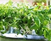 Culinary Kitchen Herbs - Seed Collection - 4 varieties - Organic - Grow Indoors or Out
