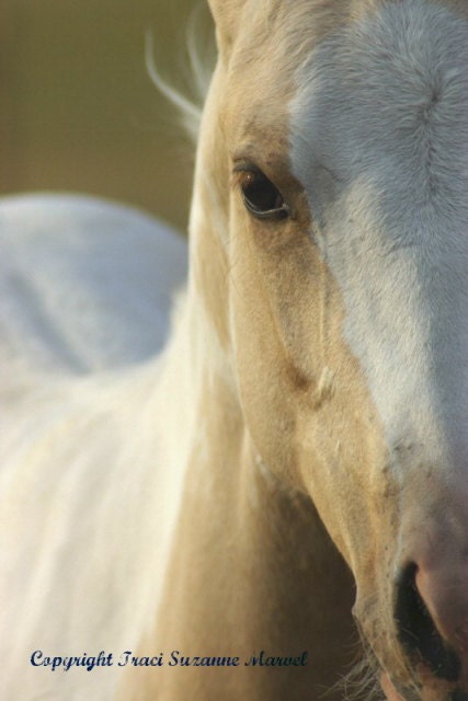 16 X 20 Giclee Horse Close-up