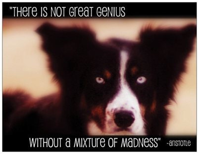 Set of 6 Folk Art 4 X 6 postcards Dog Aristotle