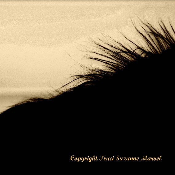 Sepia 16 x 16 Giclee' Horse Print