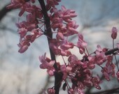 Blooming Redbud Tree Fine Art Photography Print Glossy