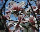 Blooming Pink Magnolia Fine Art Photograph Print Glossy