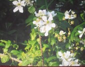 White Wildflowers Fine Art Print Photography Glossy
