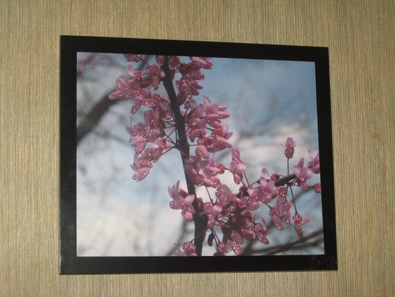 Blooming Redbud Tree Fine Art Photography Print Glossy