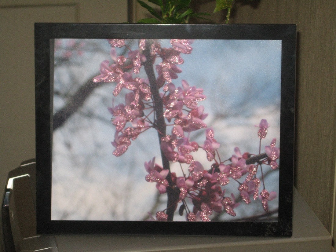 Blooming Redbud Tree Fine Art Photography Print Glossy