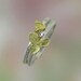 Tiny Bee Stacking Ring,  Silver Honey Bee Stacking Ring, Sterling Silver, 18k Gold Bee, Made to order