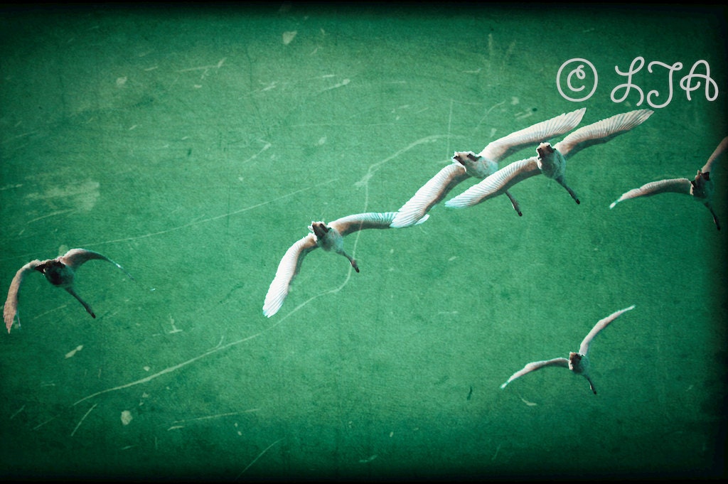 Swans in Turquoise - beautiful birds flying in green teal blue sky with vintage ttv look 10x15 Fine Art Photograph Print