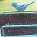 Bird business card holder,as seen in Bird Talk magazine,shabby chic robin's egg blue, 26 more colors