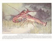 1924 Fish Print - Crawfish Spiny Lobster - Vintage Antique Nature Science Animal Art Illustration Cabin Cottage Home Decor for Framing