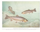 1924 Fish Print - Rainbow Trout - Vintage Antique Nature Science Animal Art Illustration Cabin Cottage Home Decor for Framing