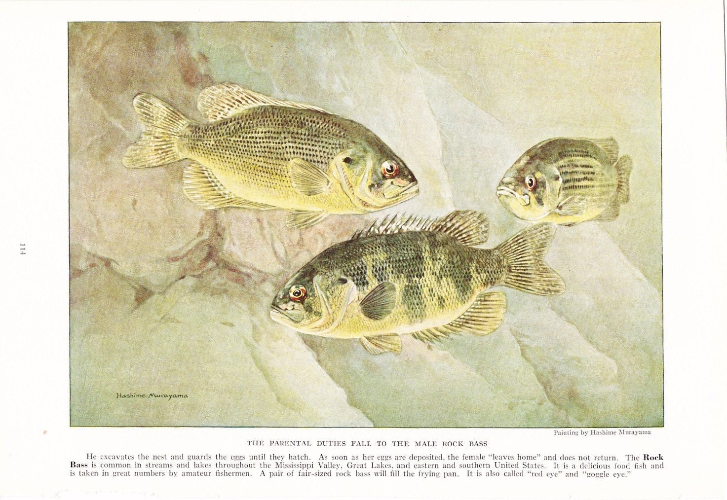 1924 Fish Print - Rock Bass - Vintage Antique Nature Science Animal Art Illustration Cabin Cottage Home Decor for Framing
