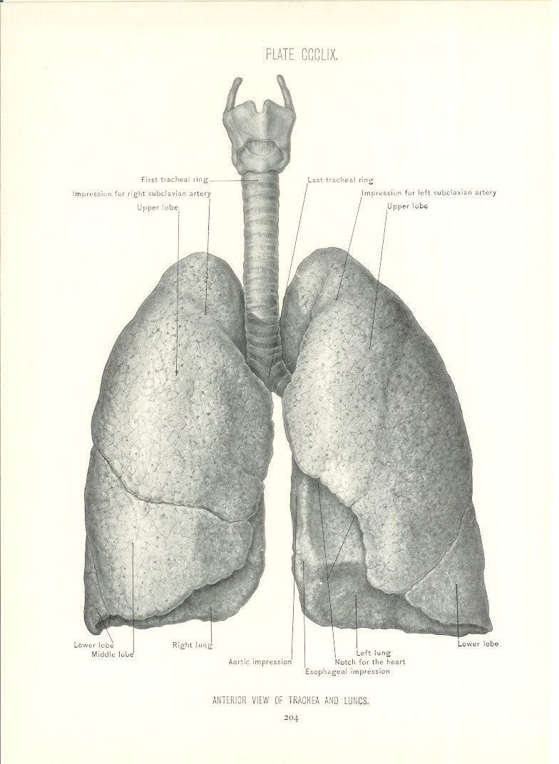 Medical Illustration Lungs