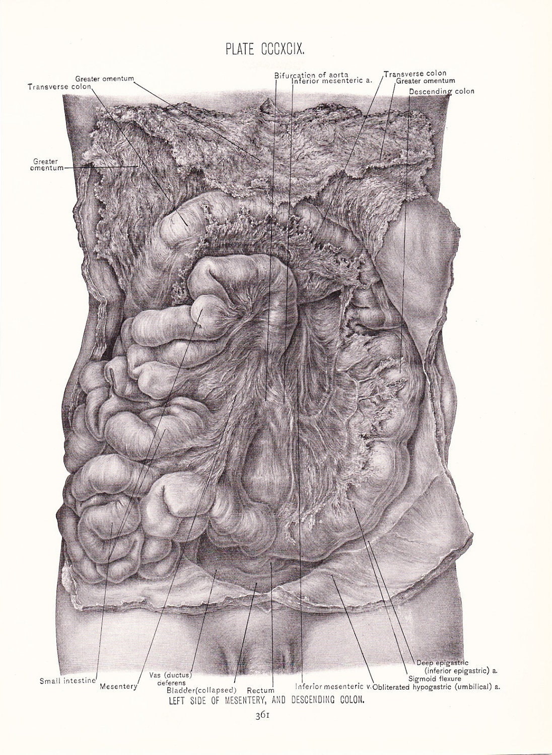 Anatomy Mesentery