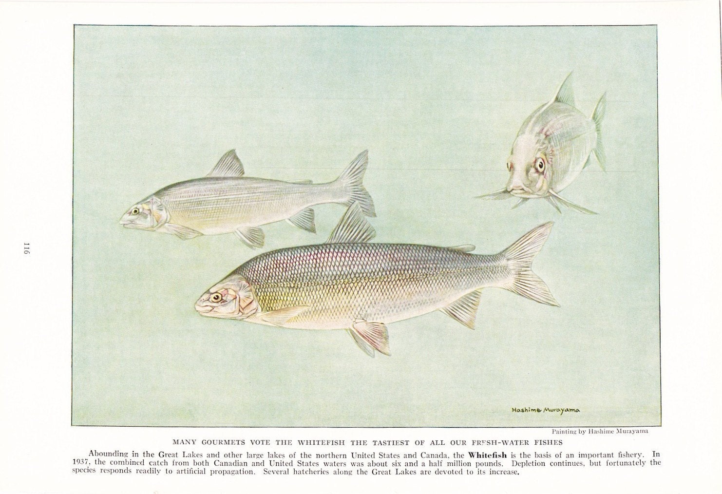 common whitefish
