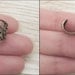 Soft Whispers - Brass Filigree Ear Cuff