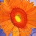 Gerbera Daisy in Orange 8x10 Print