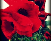 Poppies Will Put Them To Sleep - 8x10 Photography print