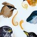 Bird Painting, Original Watercolor Painting, Whimsical Bird Heads III ,one of a kind