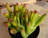 Crassula Jade Gollum ET Fingers, Eco-friendly, Add Height in Your Terrarium