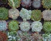 Featured in Birds and Blooms Magazine, 20 Colorful Succulents for Weddings, Showers, Baptism, Party Favors
