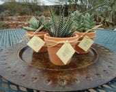 3 Succulent Favors, Assorted Plants in Terracotta Pots with Hang Tags