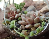 Succulent Terrarium Garden Hanging Glass Globe with GIFT BOX