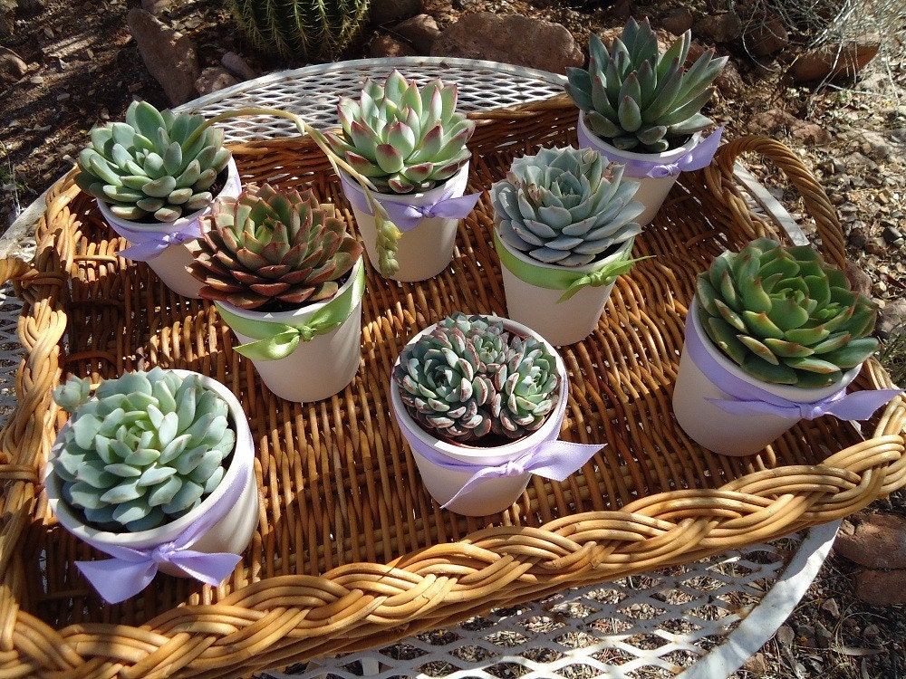 12 Succulent Wedding Favors, Rosettes in 3" White Ceramic Pots for Wedding, Baby or Bridal Shower, Now Available with Favor Boxes